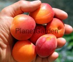 Morela - Goldrich - Owoce Aromatyczne Czerwone