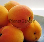 Morela - Harcot - Owoce Kuliste