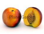 Nektaryna - Red Gold - Owoce Aromatyczne