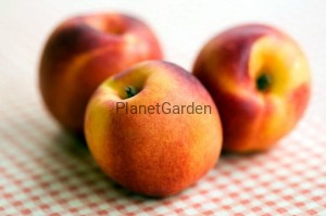 Nektaryna - Harblaze - Owoce Pokryte Rumieńcem