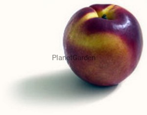 Nektaryna - Harco - Żółte Duże Owoce