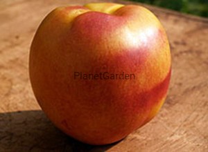 Nektaryna - Hardired - Owoce Smaczne