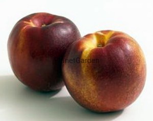 Nektaryna - Kanadyjska Letnia - Smaczne Owoce