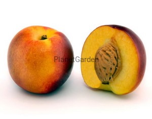 Nektaryna - Red Gold - Owoce Aromatyczne