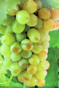 Winorośl - Iza Zaliwska