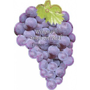 Winorośl - Swenson Red - Odmiana Deserowo - Przerobowa