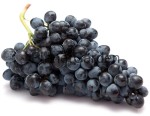 Czarne - Winogrono - w Donicy - Nero