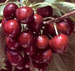 Czereśnia - Burlat - Purpurowo-Czerwona