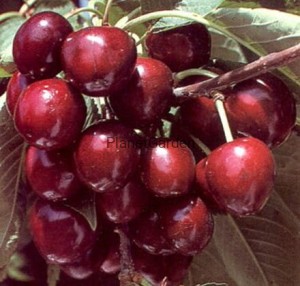 Czereśnia - Burlat - Purpurowo-Czerwona