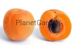 Morela - Early Orange - Duże Aromatyczne Owoce