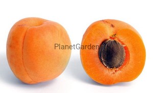 Morela - Early Orange - Duże Aromatyczne Owoce