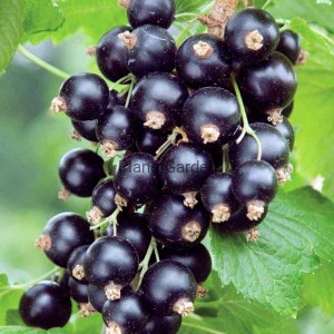 Porzeczka Czarna - Wielko-Owocowa - Szczepiona na Pniu