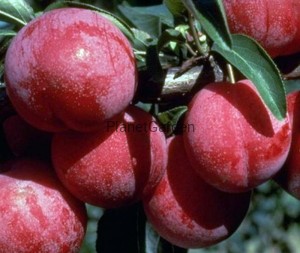 Śliwa - Renkloda Althana - Owocuje Obficie