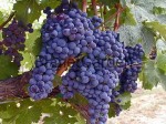 Winogrono - Marica - Stara Szlachetna Odmiana