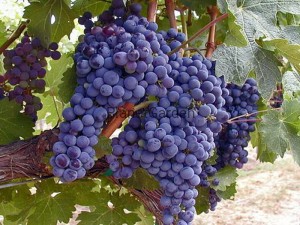 Winogrono - Marica - Stara Szlachetna Odmiana