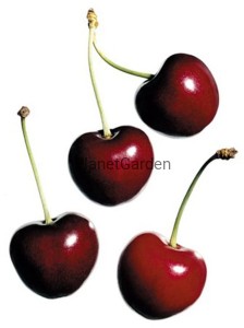 Wiśnia - Kelleris - Owoce Dojrzewają w Lipcu