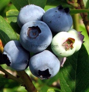 Borówka Amerykańska - Bluecrop - w Donicy