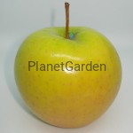 Jabłoń - Golden Delicious - Owoce Jesienno-Zimowe