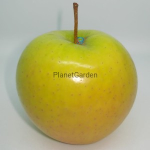 Jabłoń - Golden Delicious - Owoce Jesienno-Zimowe