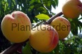 Harnas_1_w_800_DSC06832.JPG