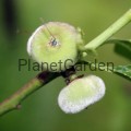 Brzoskwinia Saturn_W_800_IMG_7592.JPG