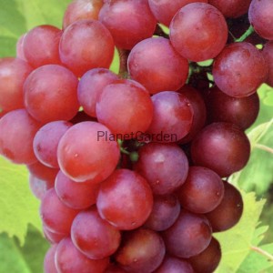 Winorośl  Einset  Seedless  -  Odmiana Beznasienna
