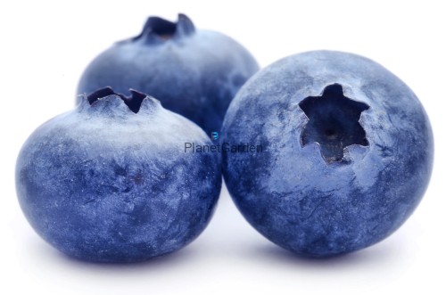BlueJay_1_wm_.jpg