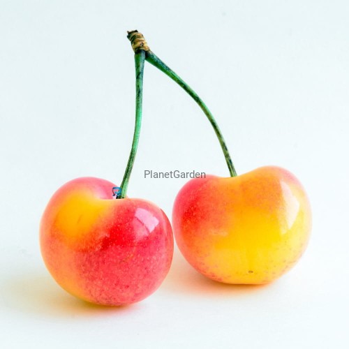 Rainier_wm_2_.jpg