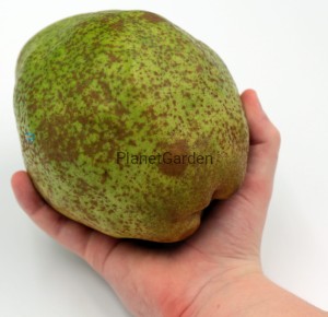 Grusza  Nojabraskaja - Owoc Gigant - 500-800 gr.