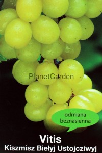 Winorośl - Kiszmisz - Biełyj Ustojcziwyj - Odmiana Beznasienna