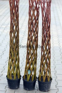 Wierzba Pleciona - Salix Americana
