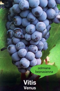 Winorośl - Venus - Odmiana Beznasienna