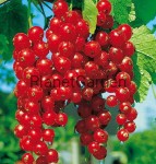 Porzeczka Czerwona - Rovada - Szczepiona na Pniu - 80cm