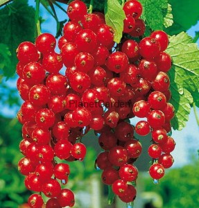 Porzeczka Czerwona - Rovada - Szczepiona na Pniu - 80cm