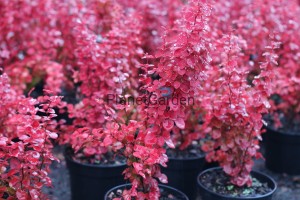 Electric Love - berberis thunbergii