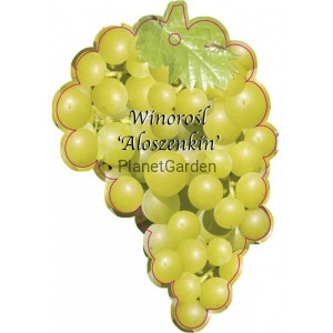 Winorośl - Aloszenkin - Odmiana Deserowa